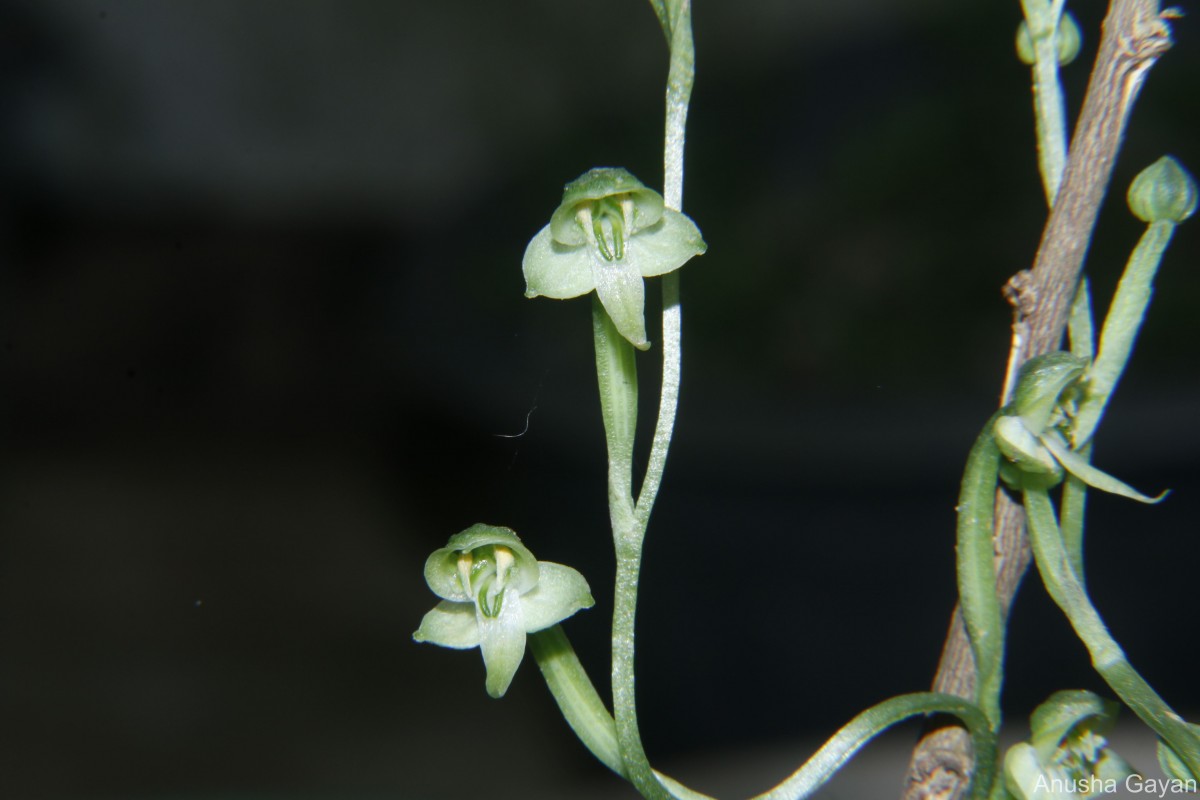 Habenaria reniformis (D.Don) Hook.f.